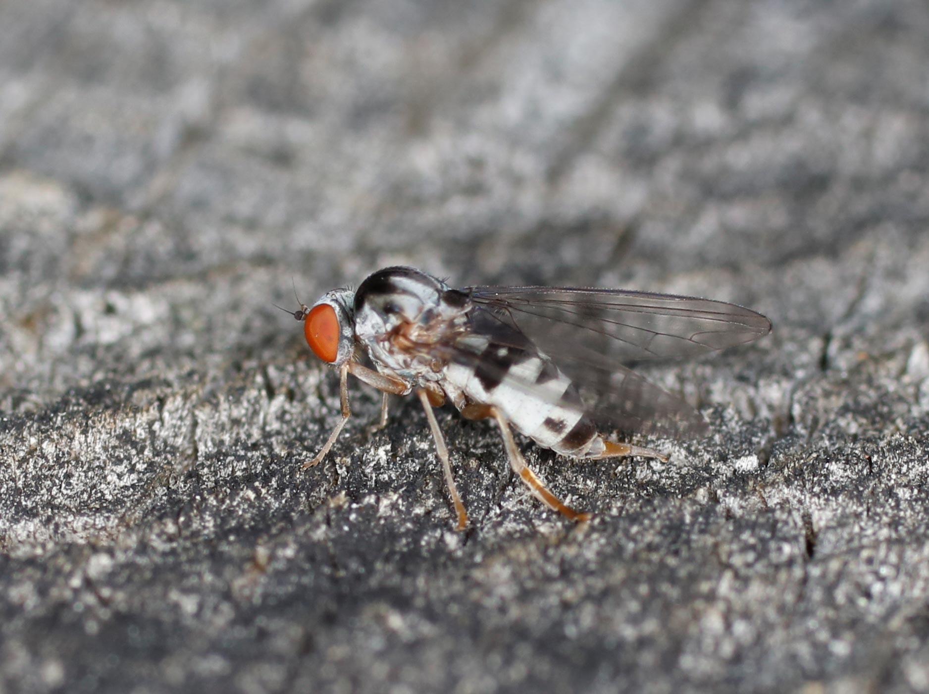 Platypezidae: Polyporivora picta, femmina